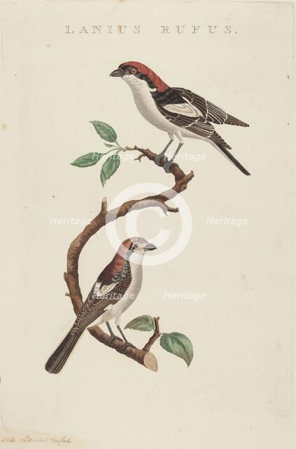 Lanius rufus. Creator: Unknown.