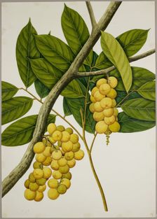Lansium domesticum, c1824. Creator: Unknown