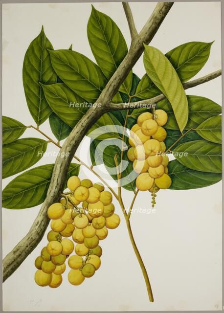 Lansium domesticum, c1824.  Creator: Unknown.