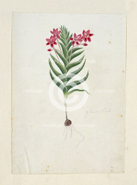 Lapeirousia silenoides (Jacq.) Ker Gawl., 1777-1786. Creator: Robert Jacob Gordon.
