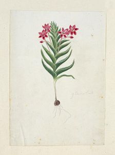 Lapeirousia silenoides (Jacq.) Ker Gawl., 1777-1786. Creator: Robert Jacob Gordon