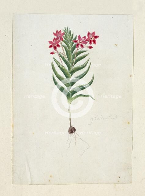 Lapeirousia silenoides (Jacq.) Ker Gawl., 1777-1786. Creator: Robert Jacob Gordon.