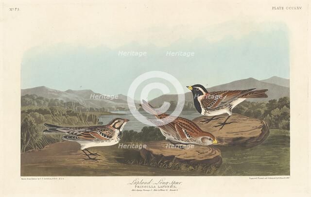 Lapland Longspur, 1837. Creator: Robert Havell.