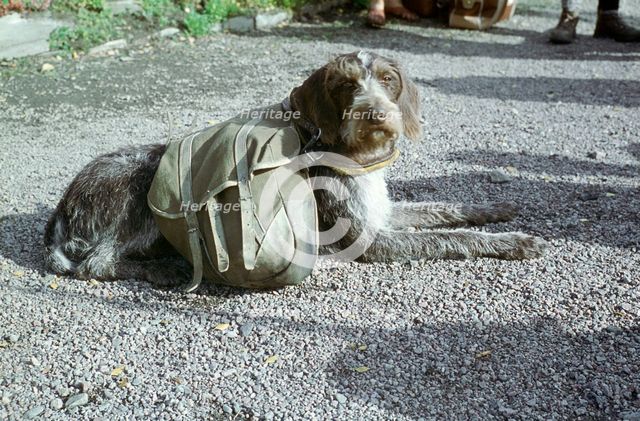 Lapp dog with panniers. Artist: Unknown