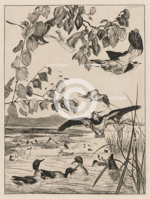 Lapwings and Teals, 1862. Creator: Félix Bracquemond (French, 1833-1914).