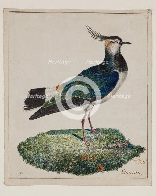 Lapwing, 18th century. Creator: Unknown.