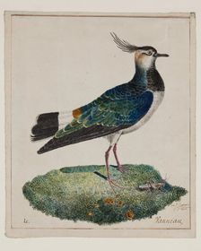 Lapwing, 18th century. Creator: Unknown