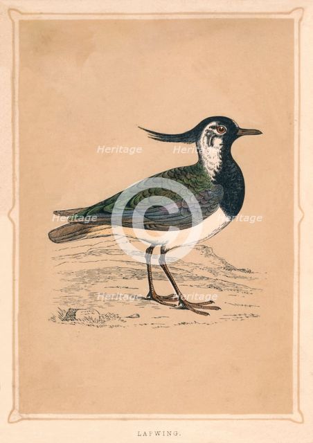 'Lapwing', (Vanellus vanellus), c1850, (1856). Artist: Unknown.