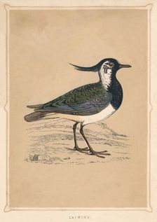 Lapwing (Vanellus vanellus), c1850, (1856)