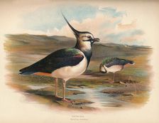 Lapwing (Vanellus cristacus) 1900, (1900). Artist: Charles Whymper