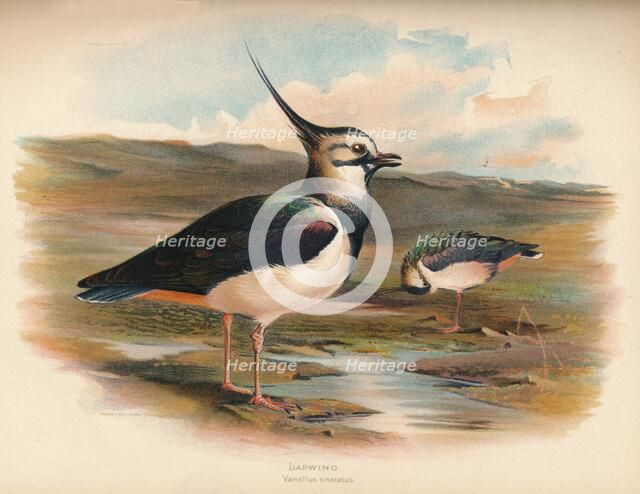 'Lapwing (Vanellus cristacus)', 1900, (1900). Artist: Charles Whymper.