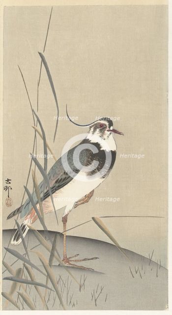 Lapwing and reed. Creator: Ohara, Koson (1877-1945).