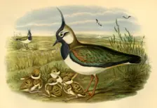 Lapwing and Young 1865, (1942). Creator: John Gould