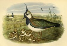 Lapwing and Young 1865, (1942). Creator: John Gould