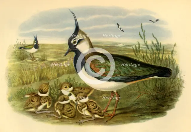 'Lapwing and Young', 1865, (1942). Creator: John Gould.