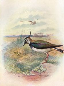 Lapwing or Peewit - Vnel'lus vulga'ris c1910, (1910). Artist: George James Rankin