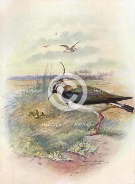 'Lapwing or Peewit - Vnel'lus vulga'ris', c1910, (1910). Artist: George James Rankin.