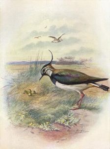 Lapwing or Peewit - Vnel'lus vulga'ris c1910, (1910). Artist: George James Rankin