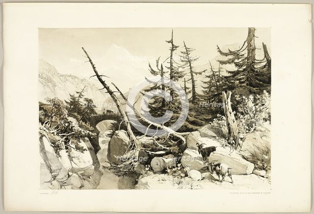Larch, from The Park and the Forest, 1841. Creator: James Duffield Harding.