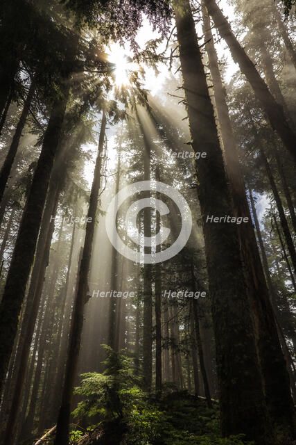 Larch Mountain Forest. Creator: Joshua Johnston.