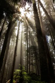 Larch Mountain Forest. Creator: Joshua Johnston