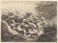 Large Coltsfoot, 1843. Creator: Eugene Blery