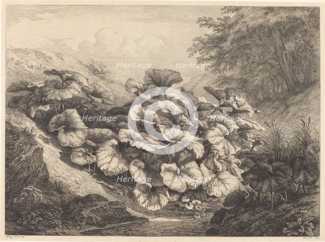 Large Coltsfoot, 1843. Creator: Eugene Blery.