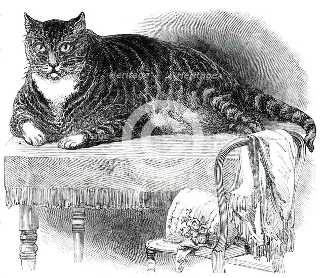 Large Cat, 1850. Creator: Unknown.