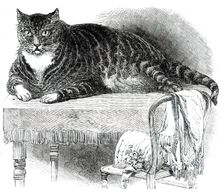 Large Cat, 1850. Creator: Unknown
