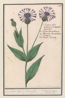 Large centaury (Centaurea scabiosa), 1596-1610. Creators: Anselmus de Boodt, Elias Verhulst