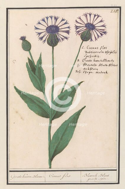 Large centaury (Centaurea scabiosa), 1596-1610. Creators: Anselmus de Boodt, Elias Verhulst.