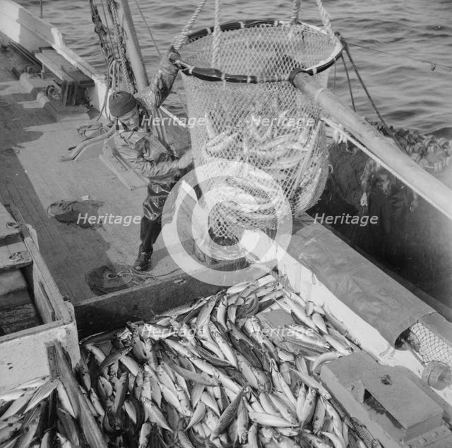 Large dip net transferring mackerel from nets to the Alden deck, Gloucester, Massachusetts, 1943. Creator: Gordon Parks.