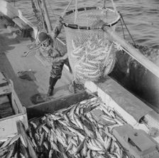 Large dip net transferring mackerel from nets to the Alden deck, Gloucester, Massachusetts, 1943. Creator: Gordon Parks