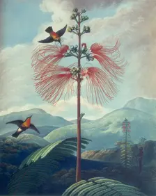 Large Flowering Sensitive Plant: Mimosa grandiflora, 1807. Creator: Unknown