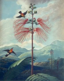 Large Flowering Sensitive Plant: Mimosa grandiflora, 1807. Creator: Unknown