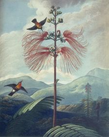Large Flowering Sensitive Plant: Mimosa grandiflora, 1807. Creator: Unknown