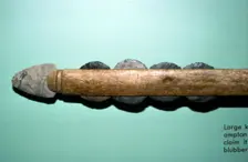 Large Knife from grave at Southampton Island, for cutting whale-blubber, Inuit