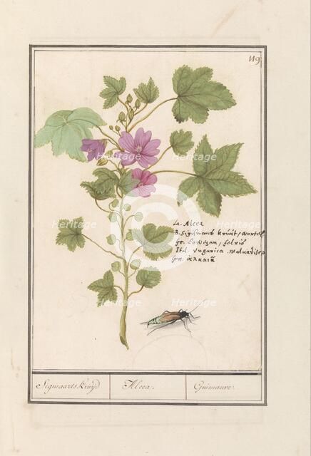 Large mallow (Malva sylvestris), 1596-1610. Creators: Anselmus de Boodt, Elias Verhulst.