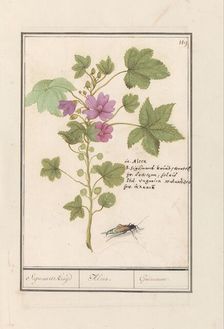 Large mallow (Malva sylvestris), 1596-1610. Creators: Anselmus de Boodt, Elias Verhulst