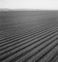 Large scale, commercial agriculture, Salinas Valley, California , 1939. Creator: Dorothea Lange