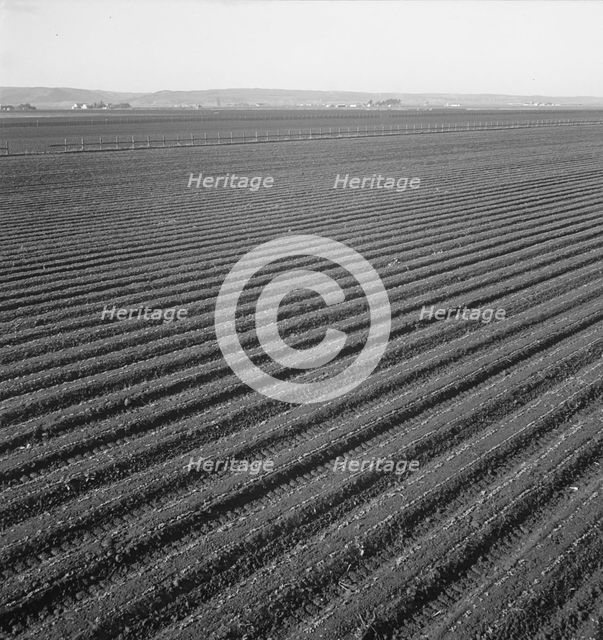Large scale, commercial agriculture, Salinas Valley, California , 1939. Creator: Dorothea Lange.