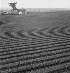 Large scale, commercial agriculture, Salinas Valley, California, 1939. Creator: Dorothea Lange