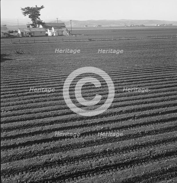 Large scale, commercial agriculture, Salinas Valley, California, 1939. Creator: Dorothea Lange.