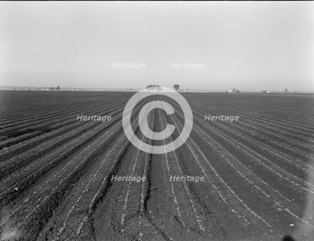 Large scale, commercial agriculture, Salinas Valley, California, 1939. Creator: Dorothea Lange.