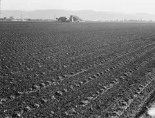 Large scale, commercial agriculture, Salinas Valley, California, 1939. Creator: Dorothea Lange