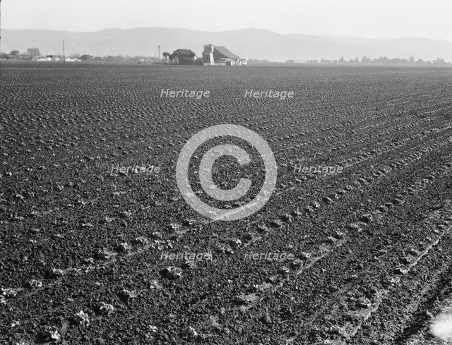Large scale, commercial agriculture, Salinas Valley, California, 1939. Creator: Dorothea Lange.