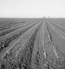Large scale, commercial agriculture, Salinas Valley, California, 1939. Creator: Dorothea Lange