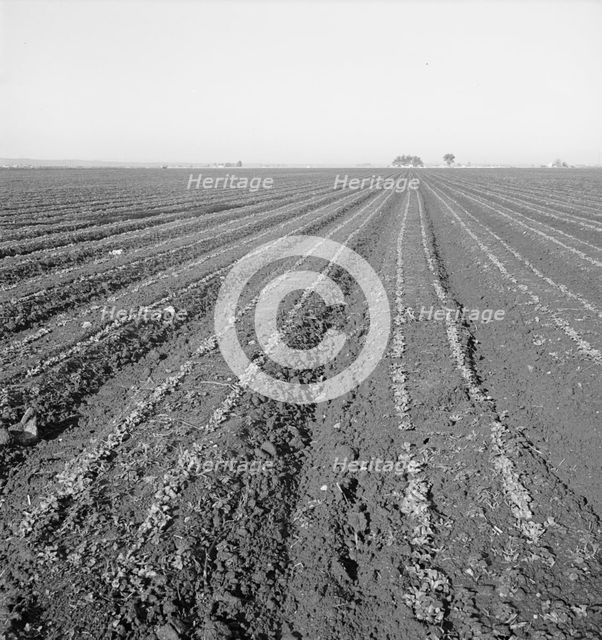 Large scale, commercial agriculture, Salinas Valley, California, 1939. Creator: Dorothea Lange.