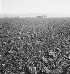 Large scale, commercial agriculture, Salinas Valley, California, 1939. Creator: Dorothea Lange