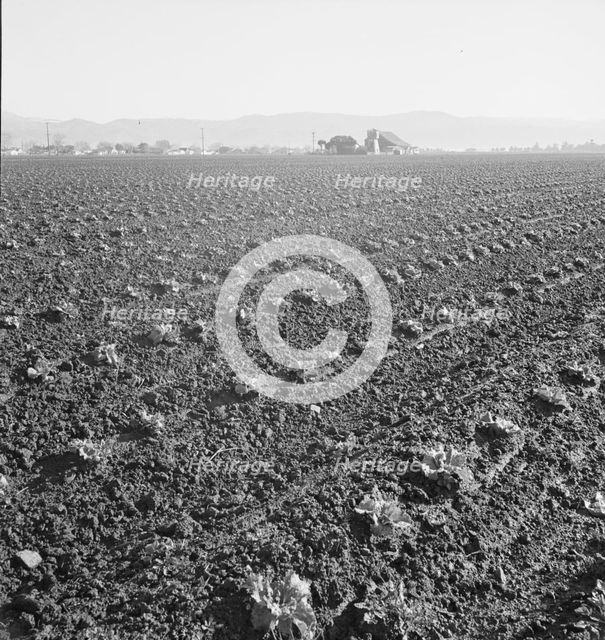 Large scale, commercial agriculture, Salinas Valley, California, 1939. Creator: Dorothea Lange.